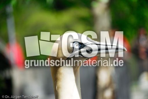 Basstölpel (21 von 24).jpg